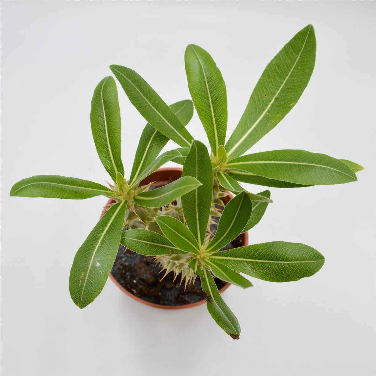 pasiora-pachypodium-saundersii-sukkulente-13cm-topf image 2