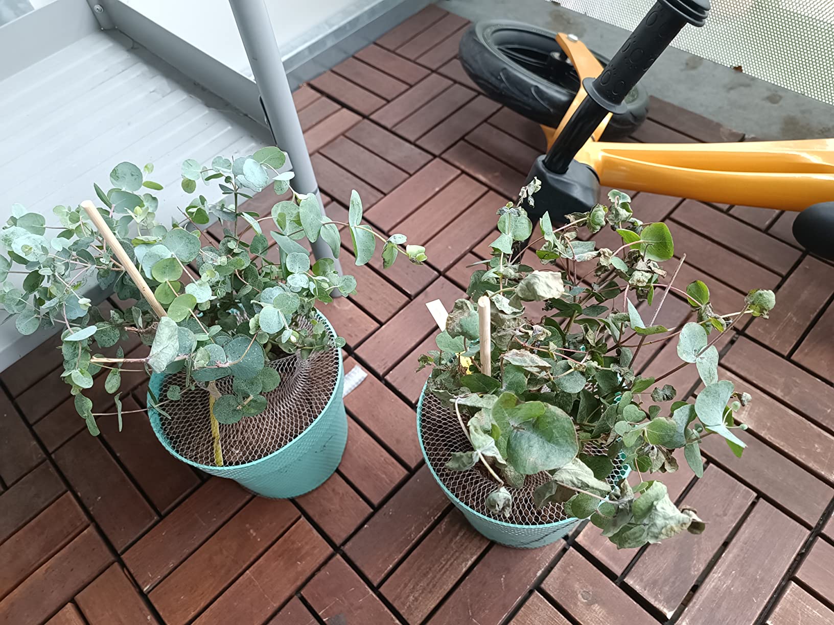 Wächst gut, aber empfindlich im Wind