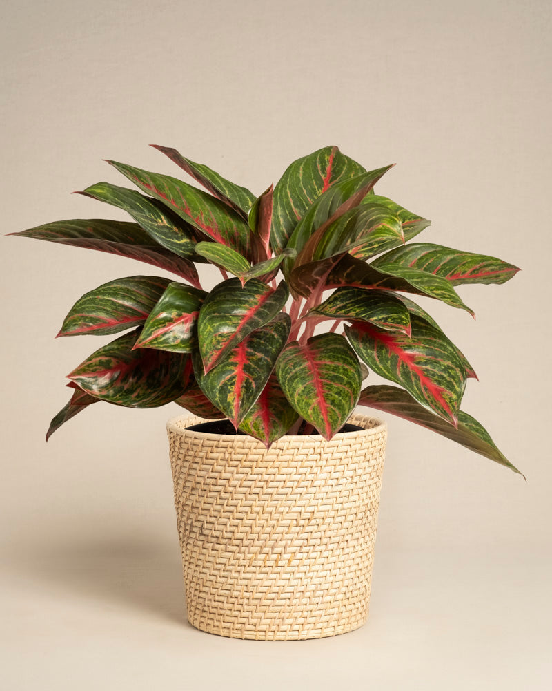 feey-aglaonema-red-emerald-kolbenfaden image 5