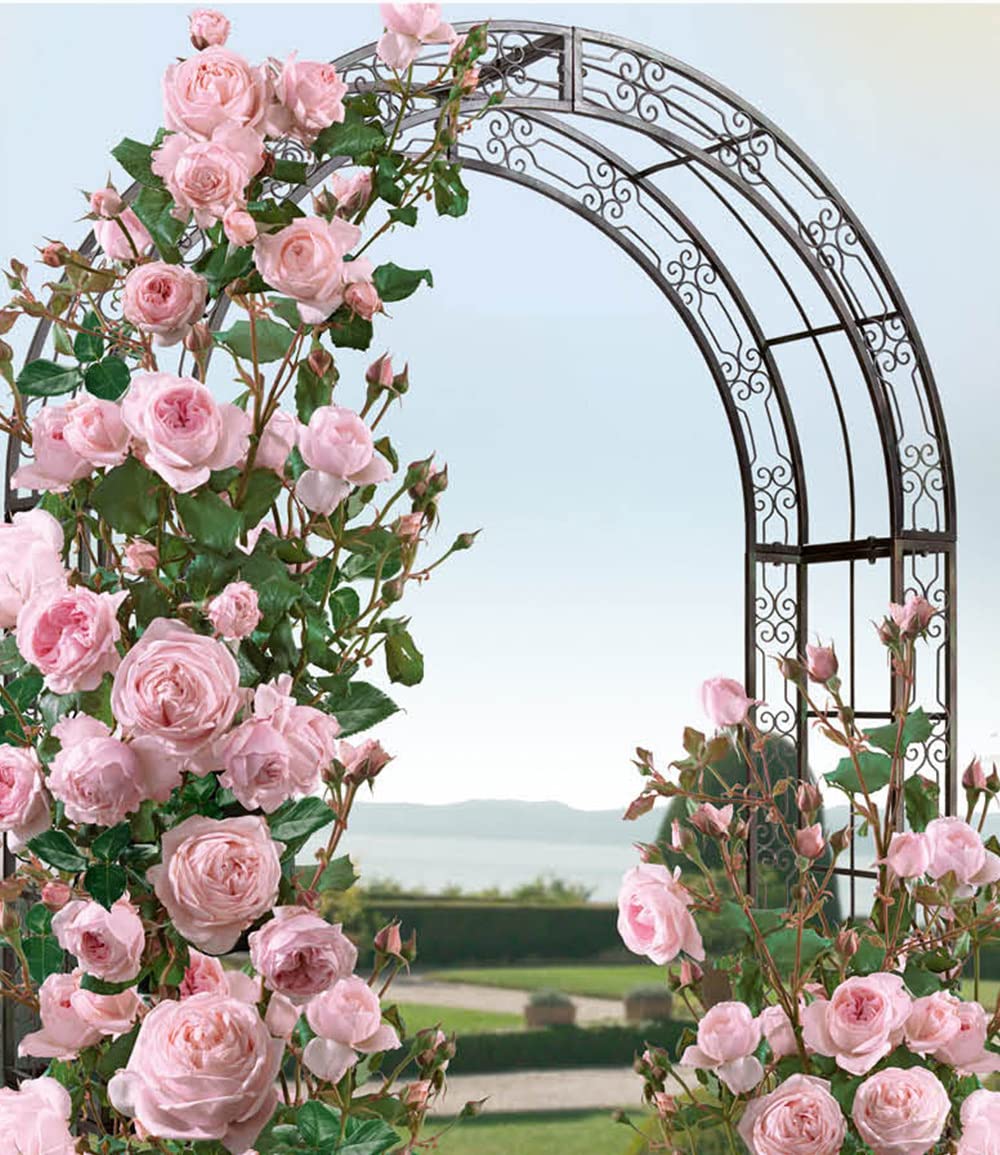 baldur-garten-delbard-kletterrose-nah-ma-wurzelnackt-3-5-m image 3