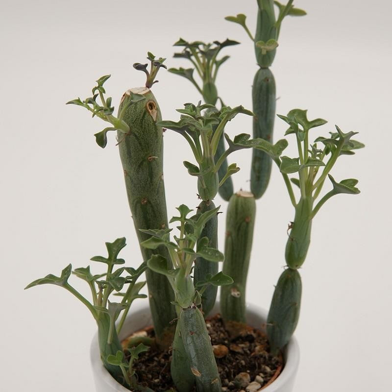 pasiora-senecio-articulatus-sukkulente-5-5cm-topf image 1