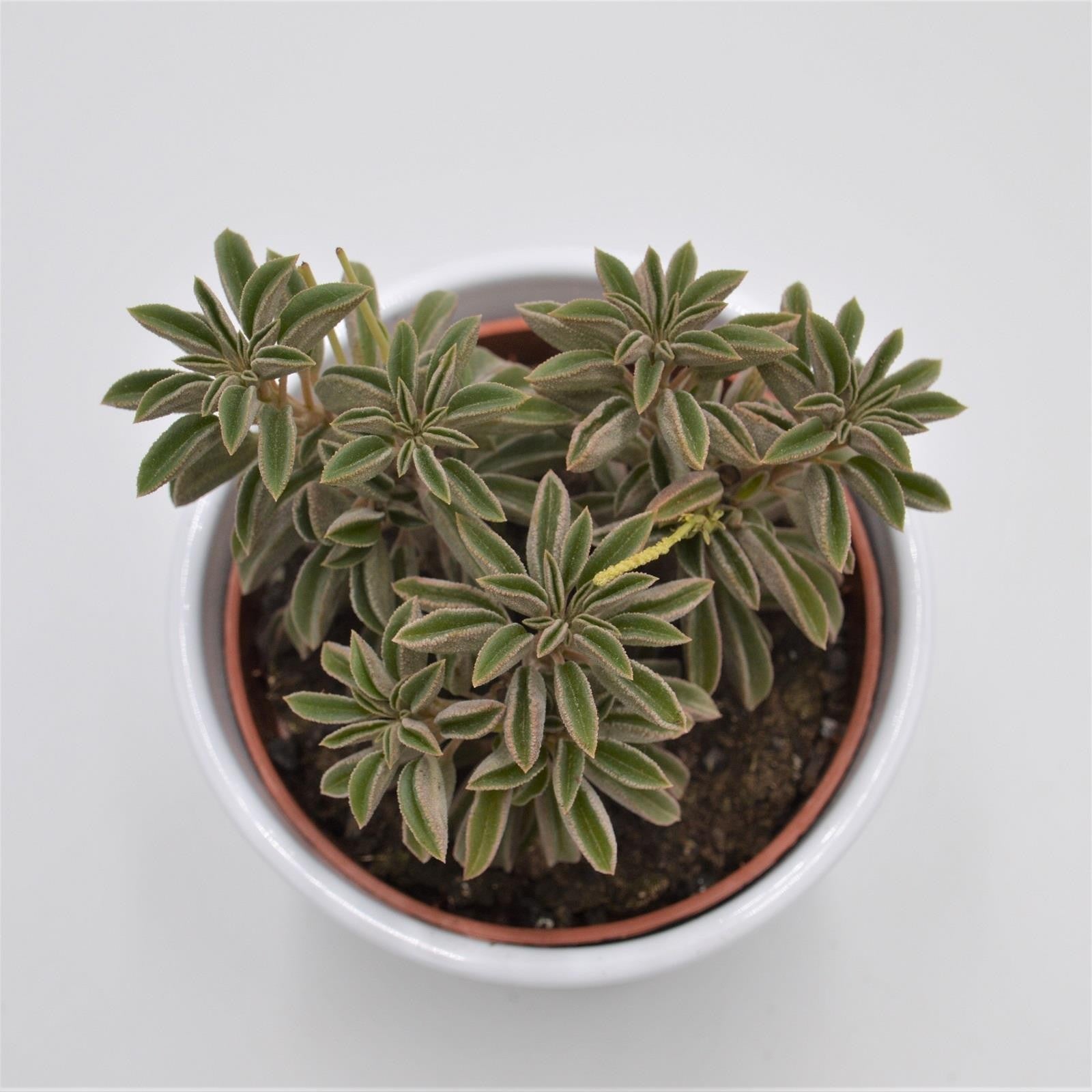 pasiora-peperomia-asperula-sukkulente-10-5cm-topf image 2