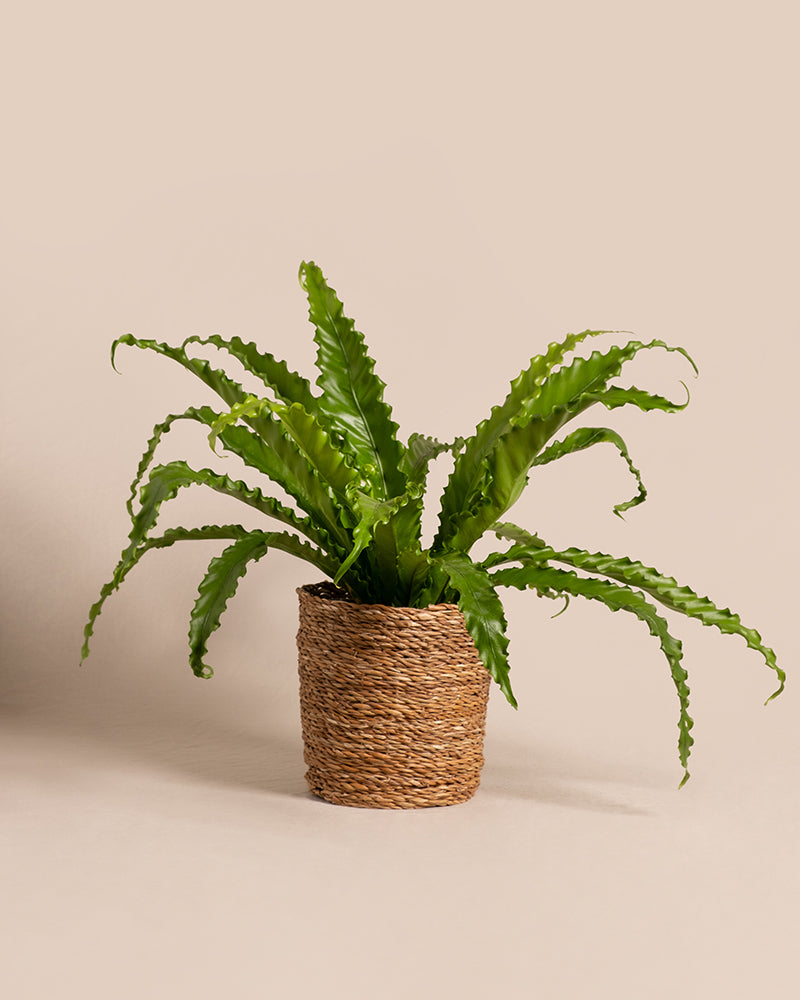 feey-gewellter-nestfarn-asplenium-nidus-zimmerpflanze-mittel image 7