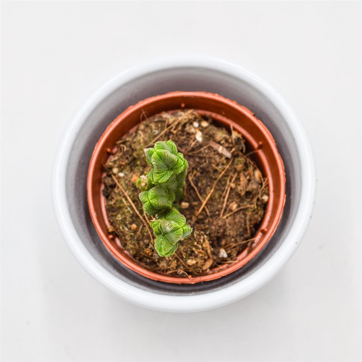 pasiora-crassula-pyramidalis-sukkulente-5-5cm-topf image 2