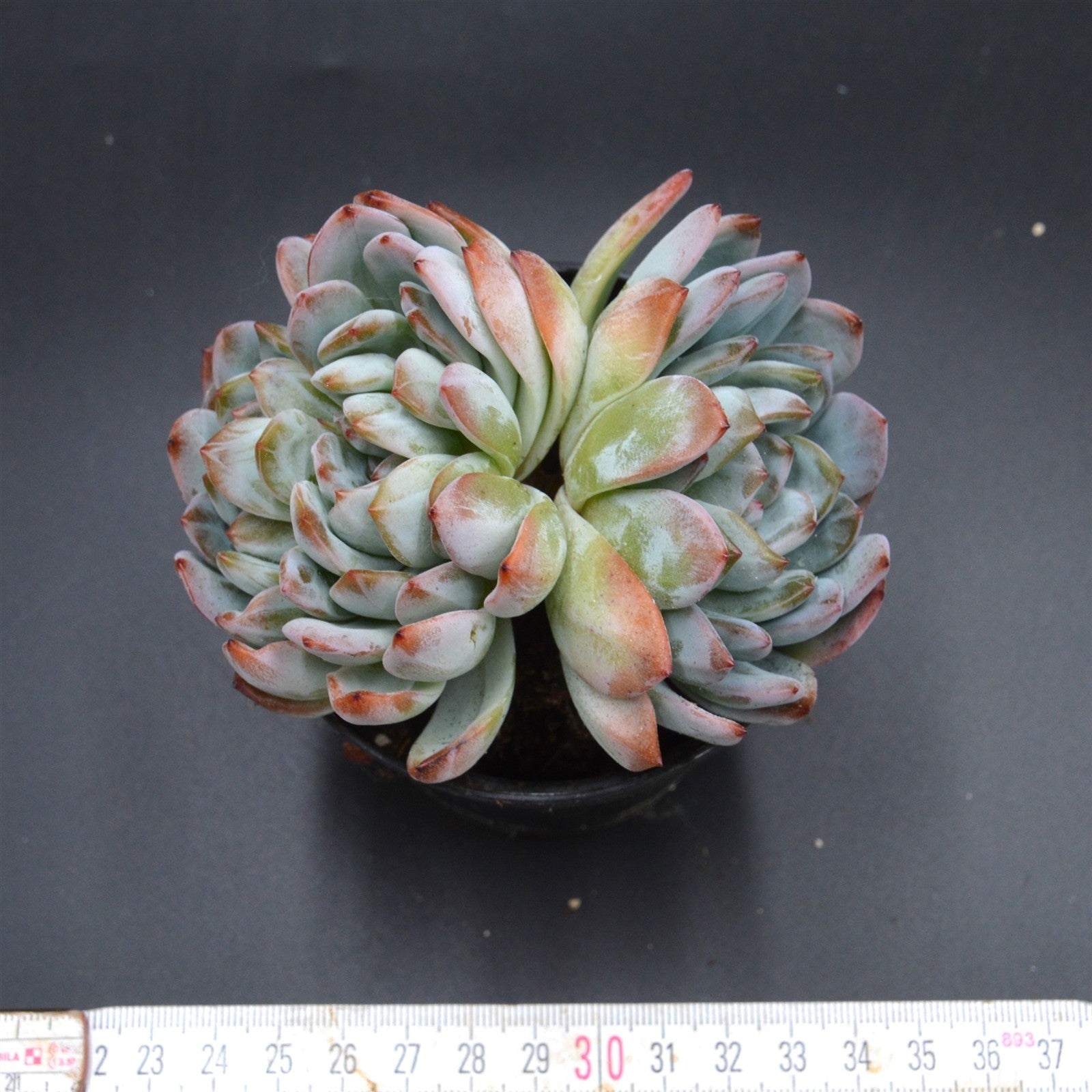 pasiora-echeveria-ariel-double-head-sukkulente-doppelkopf image 2