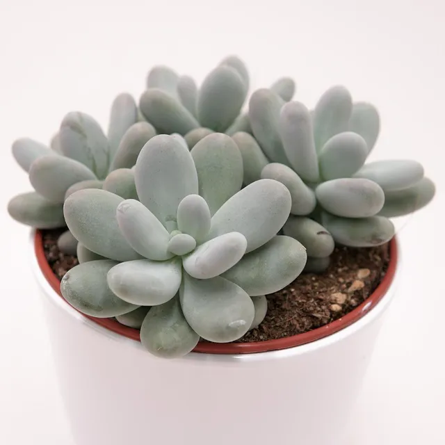pasiora-pachyphytum-oviferum-sukkulente-im-15cm-topf image 1
