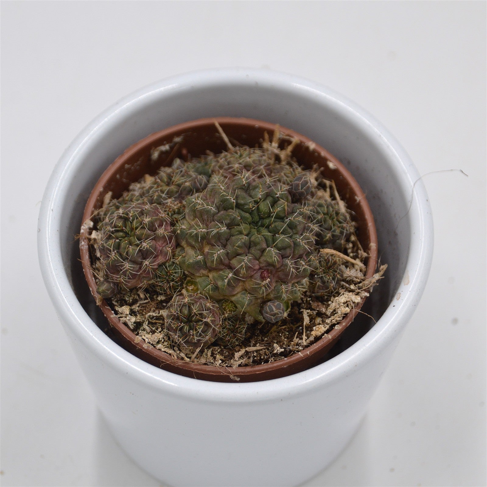 pasiora-sulcorebutia-canigueralii-kaktus-5-5-cm-topf image 3