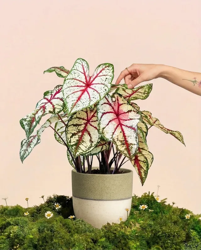feey-caladium-bottle-rocket-zimmerpflanze image 1