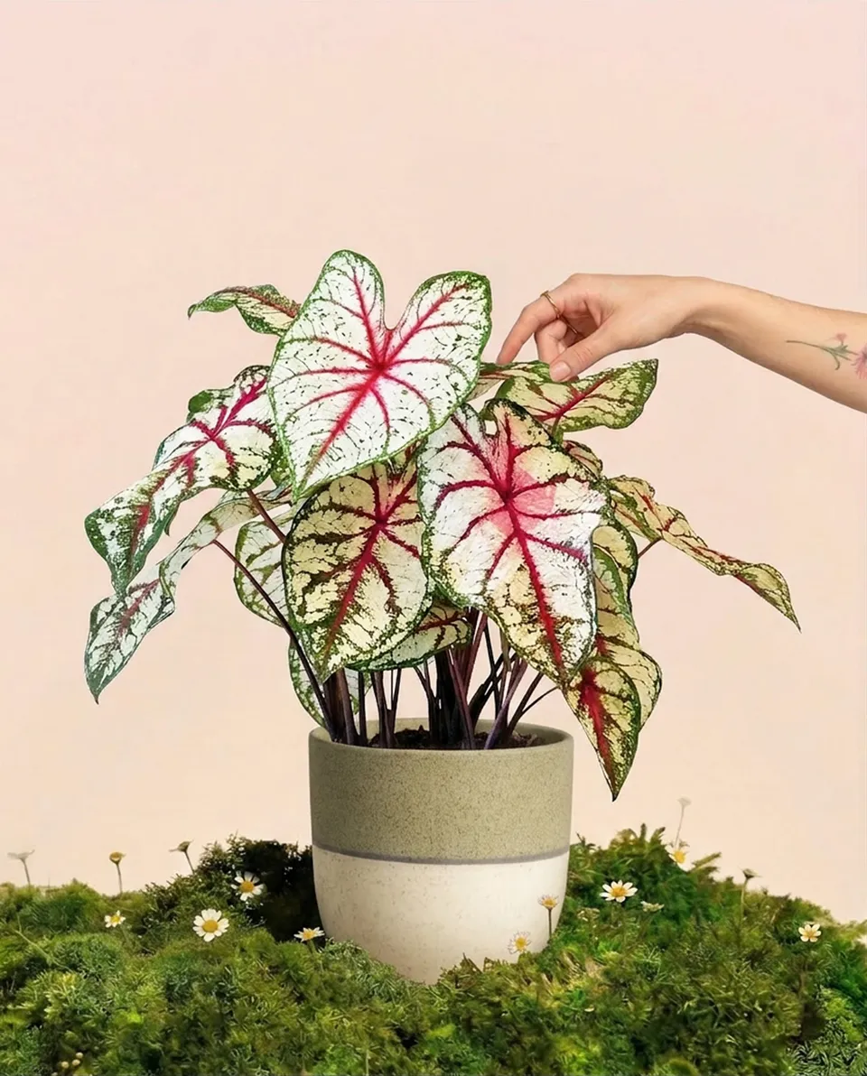 feey-caladium-bottle-rocket-zimmerpflanze image 1