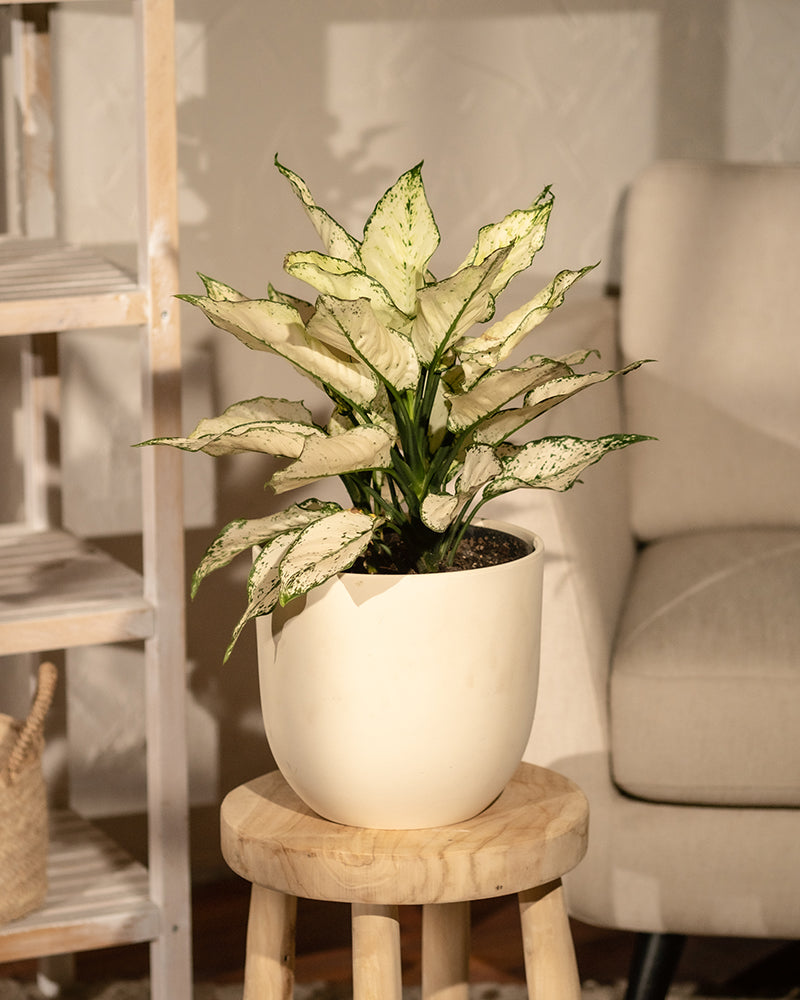 feey-grosse-aglaonema-kiwi-kolbenfaden-zimmerpflanze image 4
