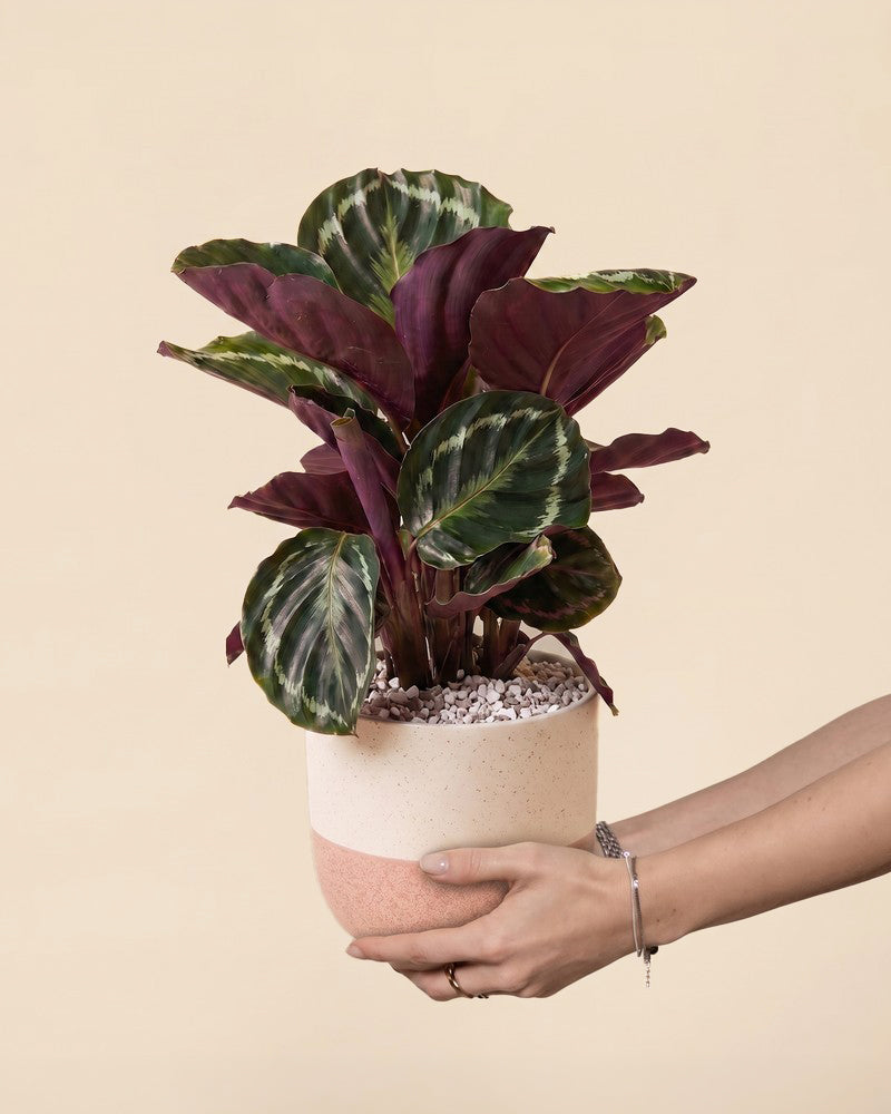 feey-calathea-roseopicta-korbmarante-neuheit image 1