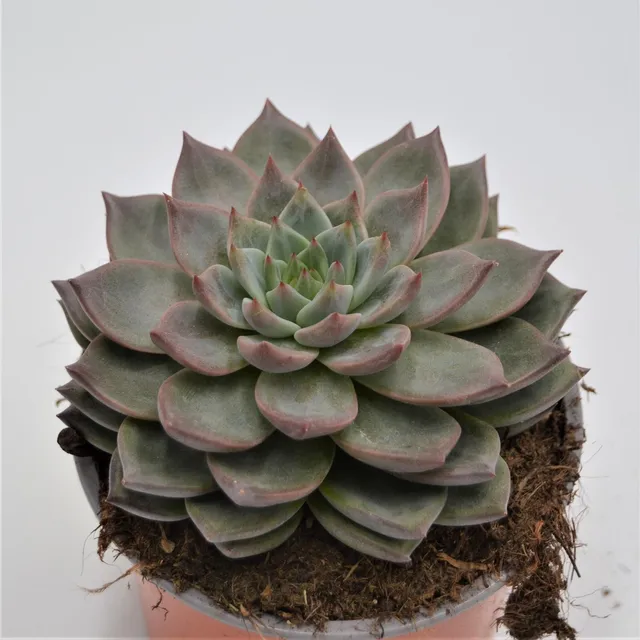 pasiora-echeveria-monica-sukkulente-13-cm-topf image 1