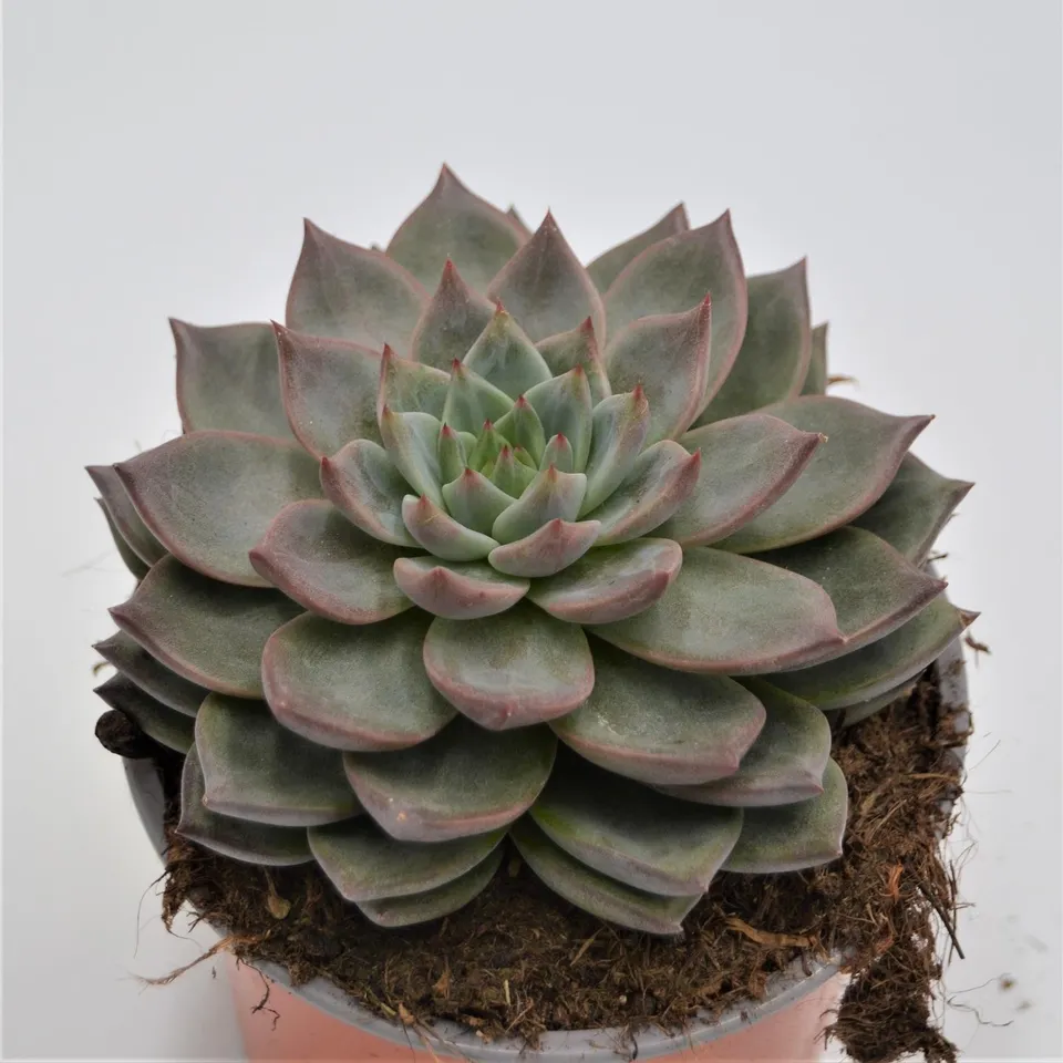 pasiora-echeveria-monica-sukkulente-13-cm-topf image 1