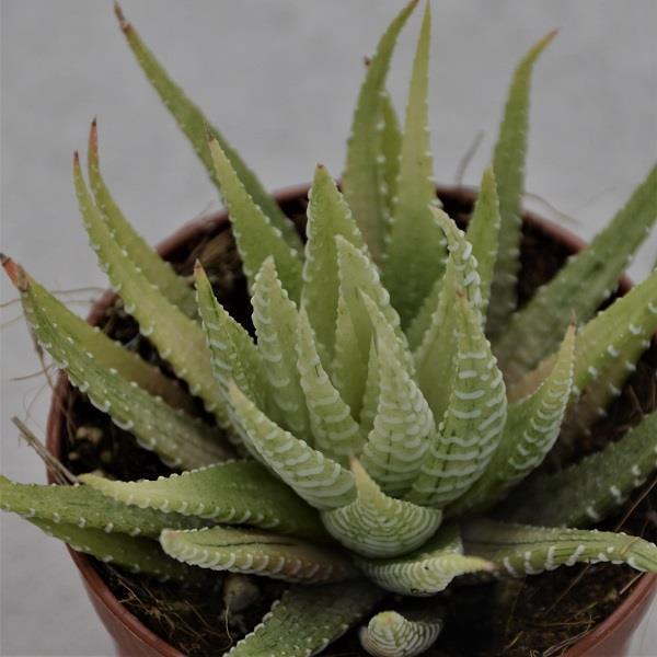 pasiora-haworthia-fasciata-variegata-sukkulente-6-5-cm-topf image 1
