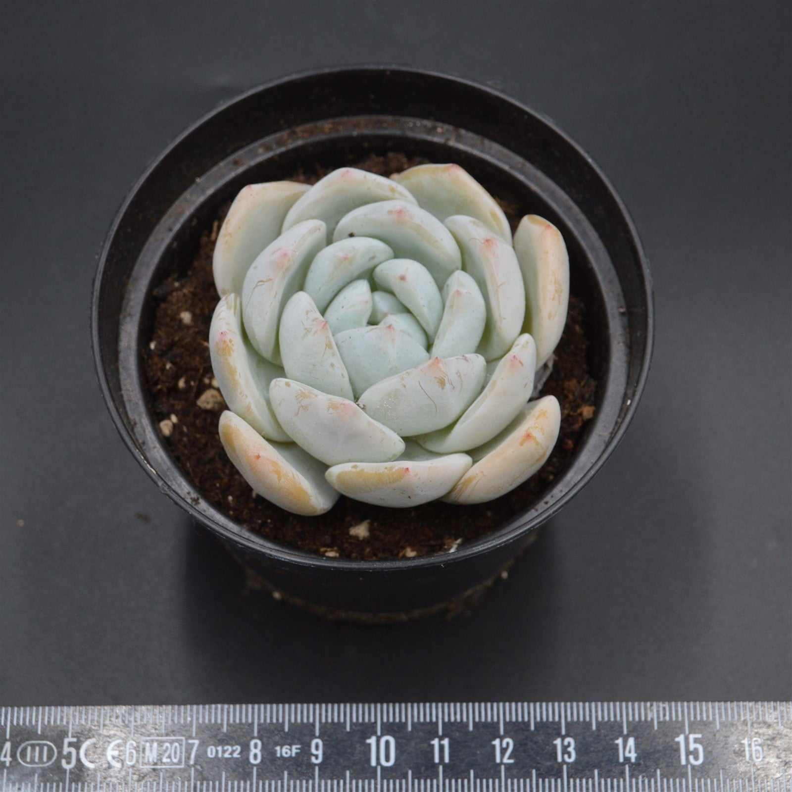 pasiora-echeveria-snow-rarit-t-sukkulente-einzelst-ck-indoor image 2