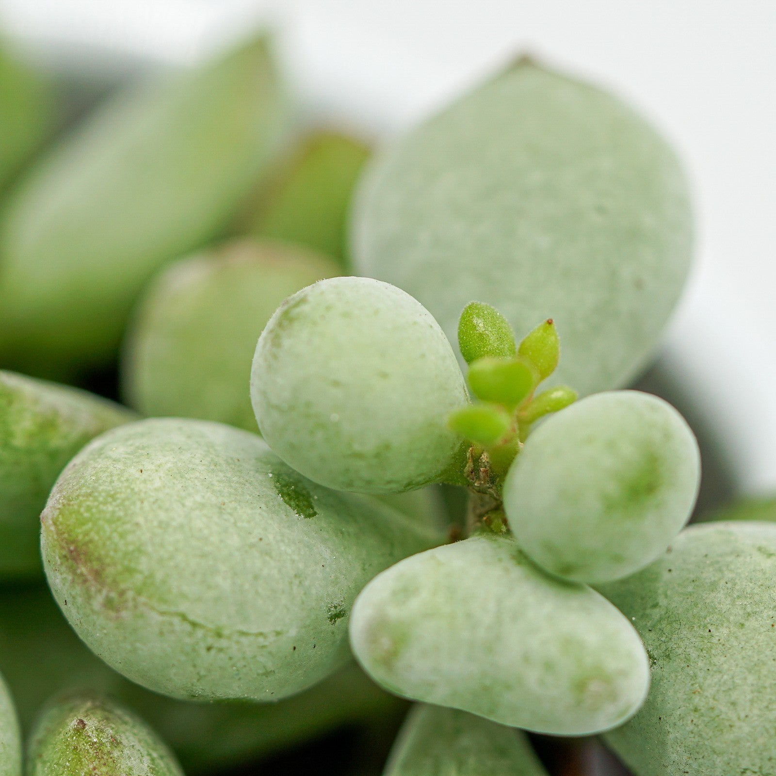 pasiora-cotyledon-pendens-sukkulente-im-8-5cm-topf image 3