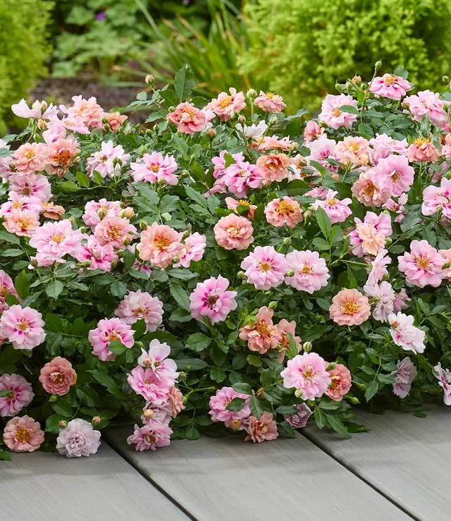 baldur-garten-rose-amirose-zwergrose-im-14-cm-topf image 1