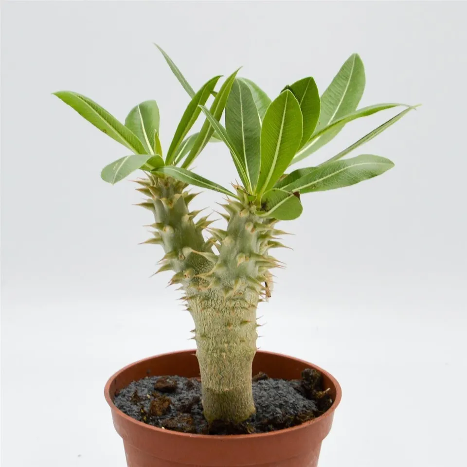 pasiora-pachypodium-saundersii-sukkulente-13cm-topf image 1