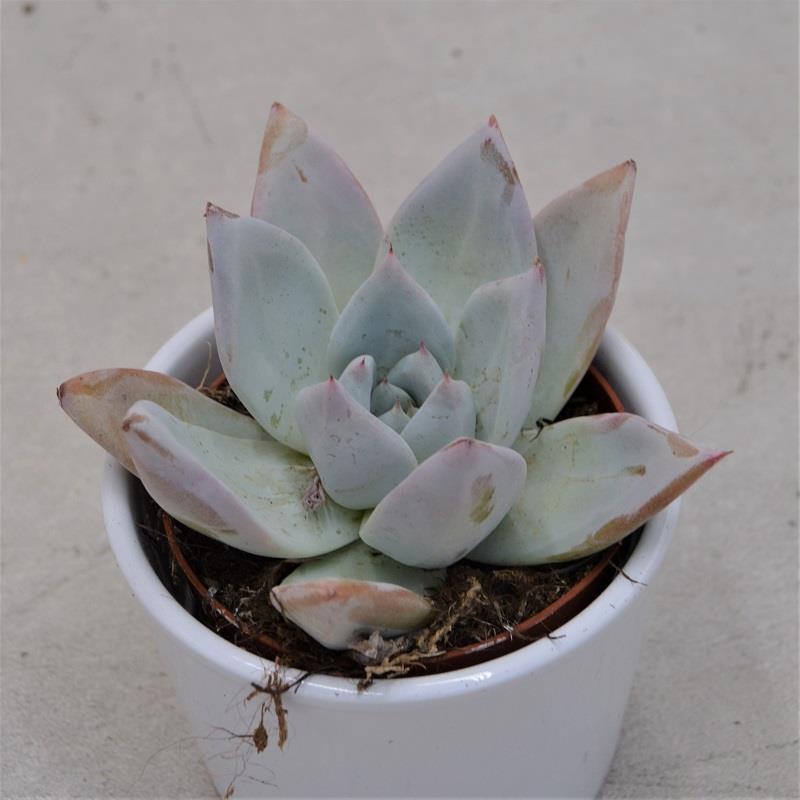pasiora-echeveria-mexican-giant-sukkulente-9-cm-topf image 1