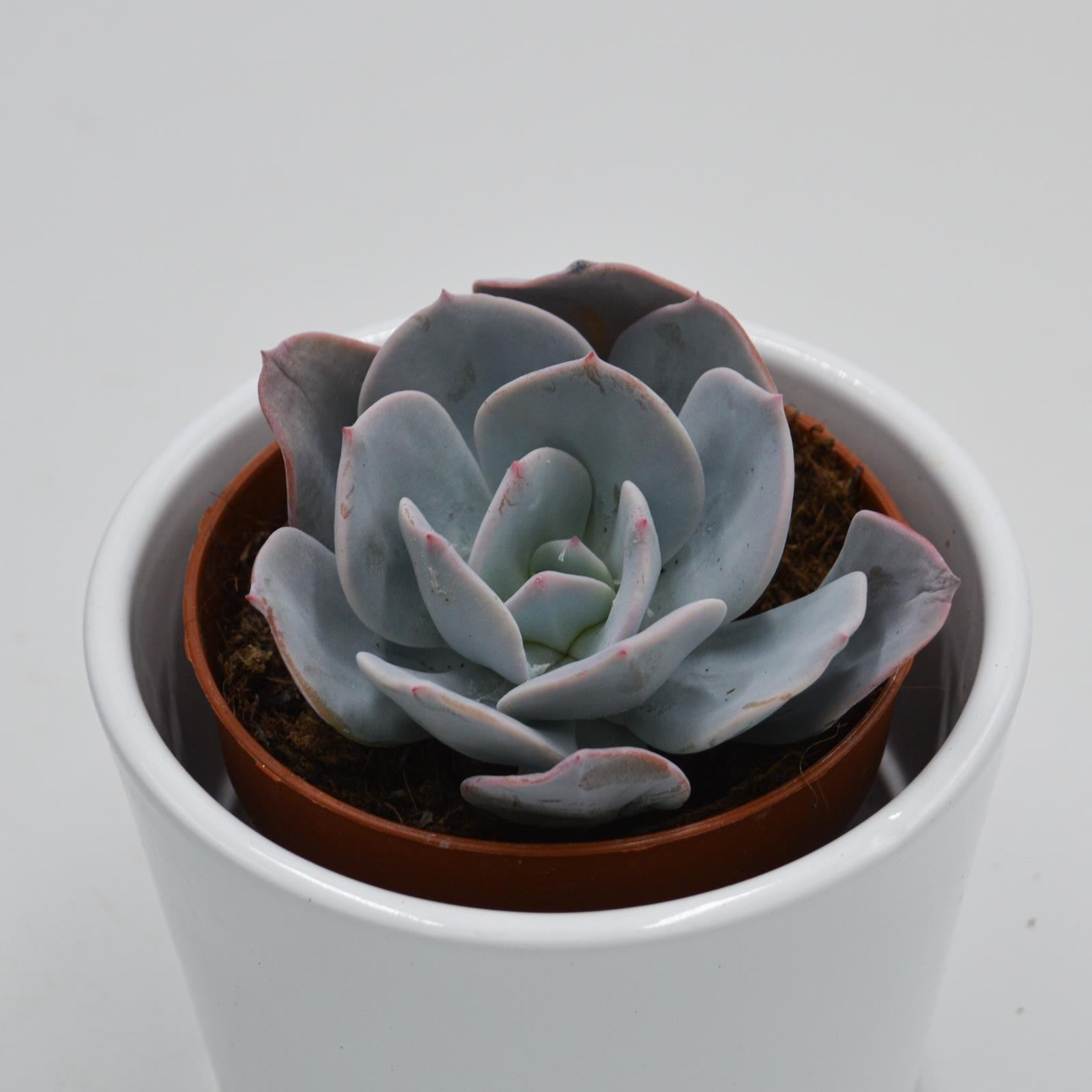 pasiora-echeveria-gila-sukkulente-8-5cm-topf image 2