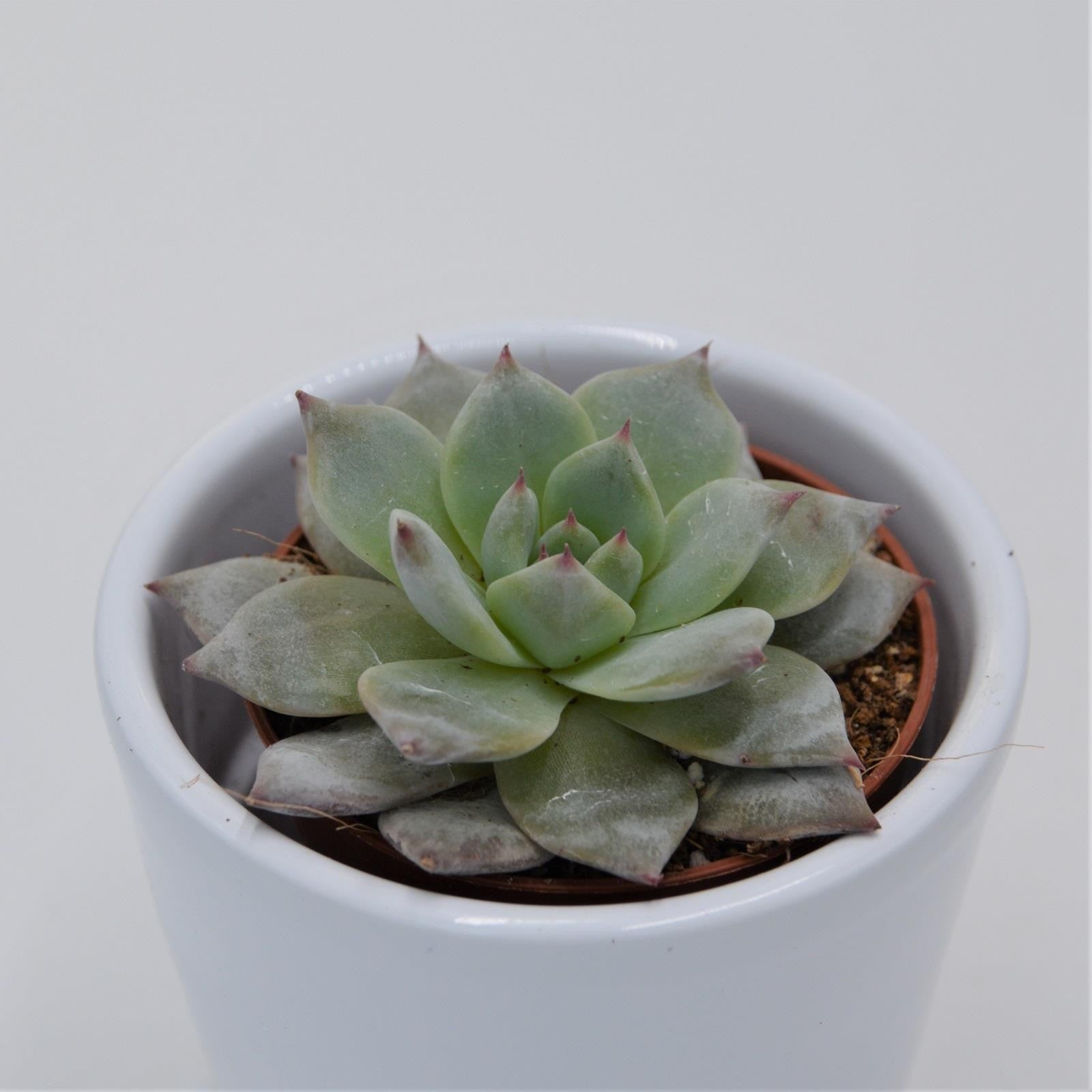 pasiora-echeveria-blue-bird-sukkulente-5-5cm-topf image 1