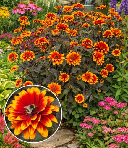 baldur-garten-heliopsis-bonfire-sunset-staude-im-9x9-cm-topf image 3
