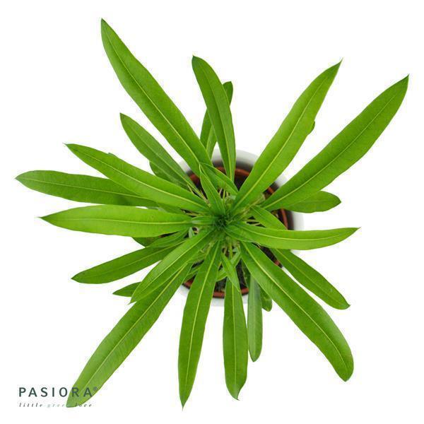 pasiora-pachypodium-lamerei-sukkulente-6cm-topf image 2