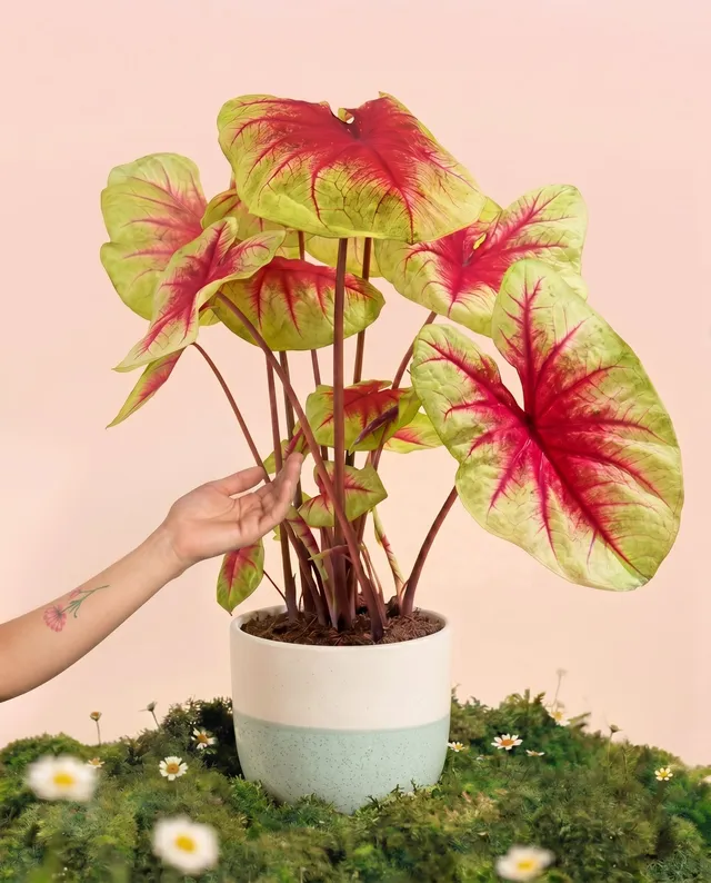feey-caladium-lemon-blush-gro-e-zimmerpflanze-bunt image 1