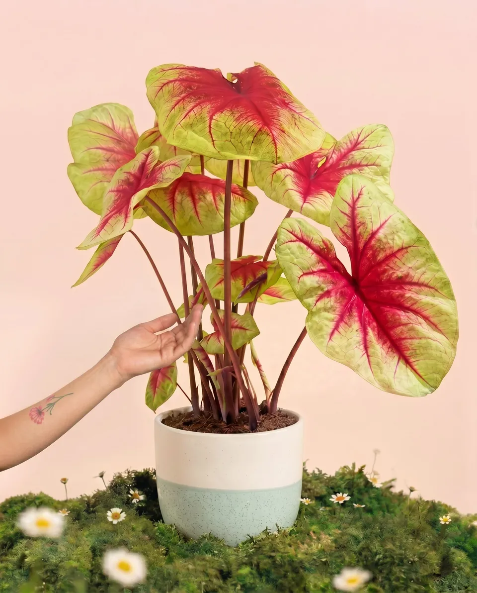 feey-caladium-lemon-blush-gro-e-zimmerpflanze-bunt image 1