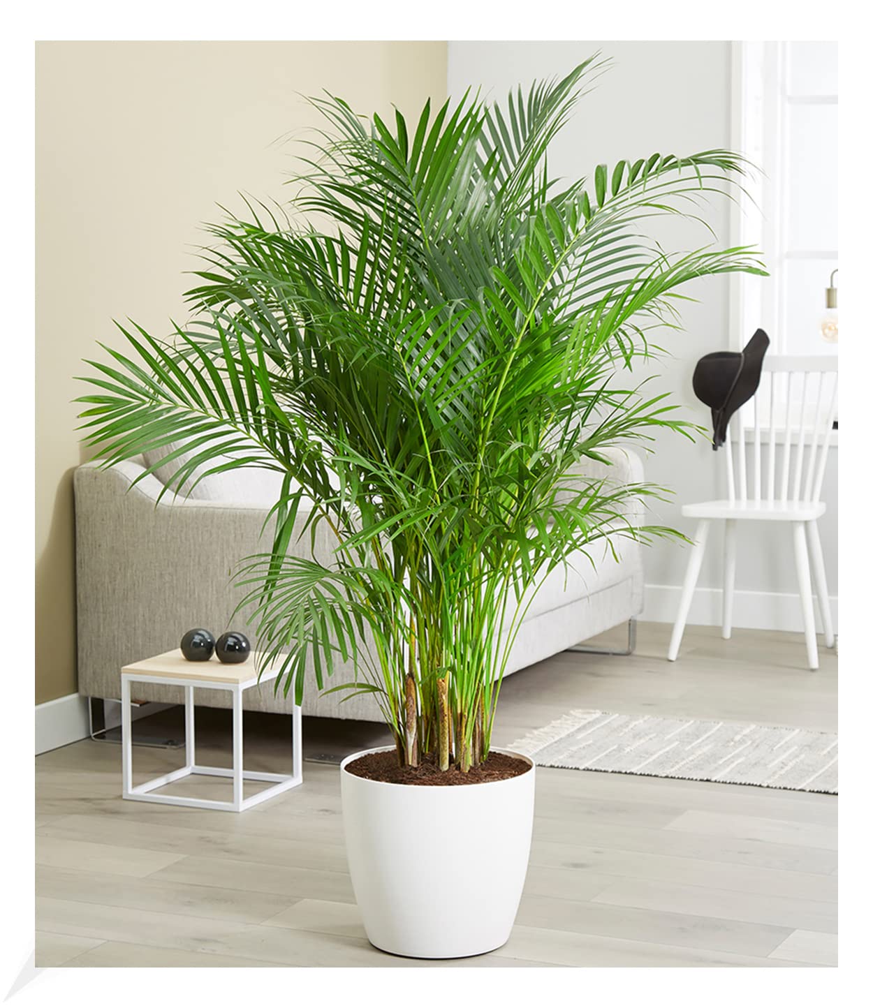 baldur-garten-efeutute-am-moosstab-110-120-cm image 4