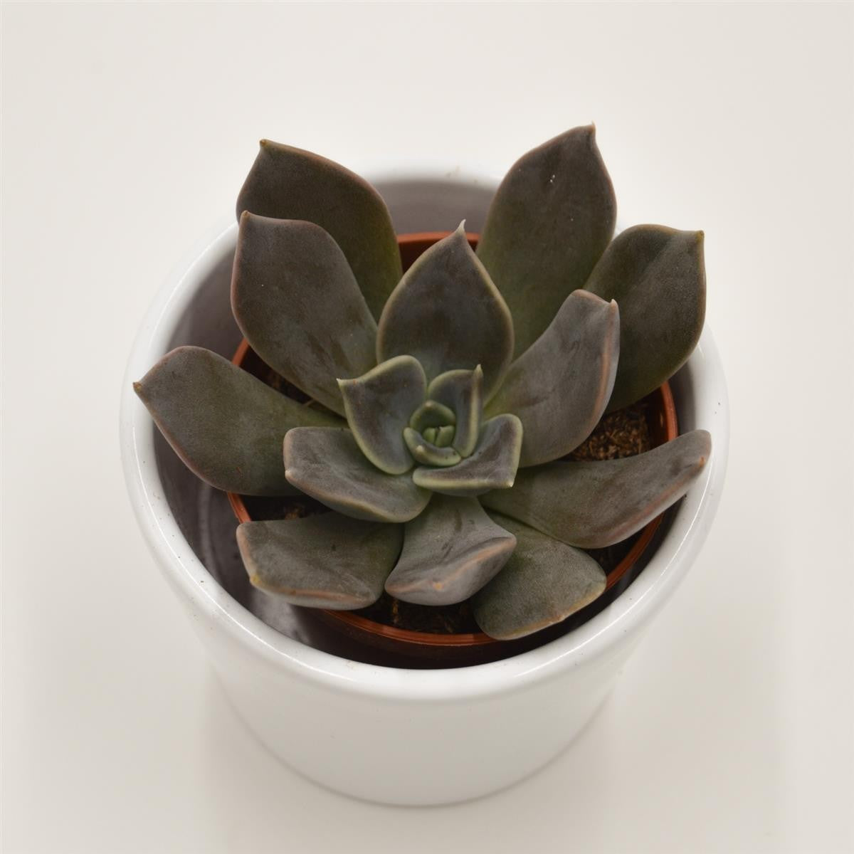 pasiora-echeveria-joost-sukkulente-5-5-cm-topf image 1