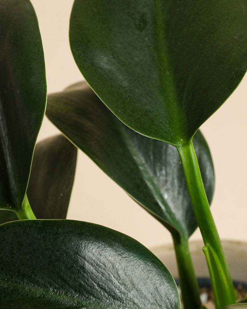 feey-philodendron-imperial-green-zimmerpflanze-baumfreund image 2