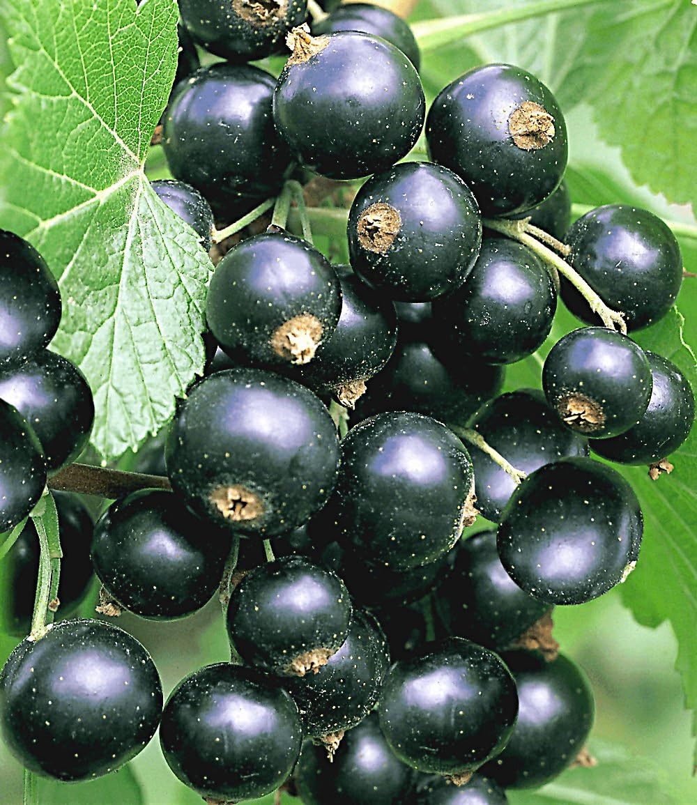 baldur-garten-johannisbeere-schwarze-titania-obstpflanze-im-2-liter-topf image 2