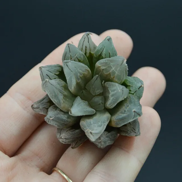 pasiora-haworthia-tsuen-sukkulente-steckling image 1
