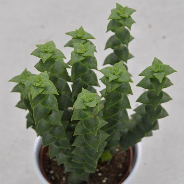 pasiora-crassula-perforata-sukkulente-8-5cm-topf image 1