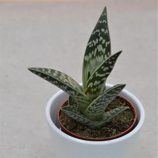 pasiora-aloe-variegata-tiger-aloe-8-5cm-topf image 1