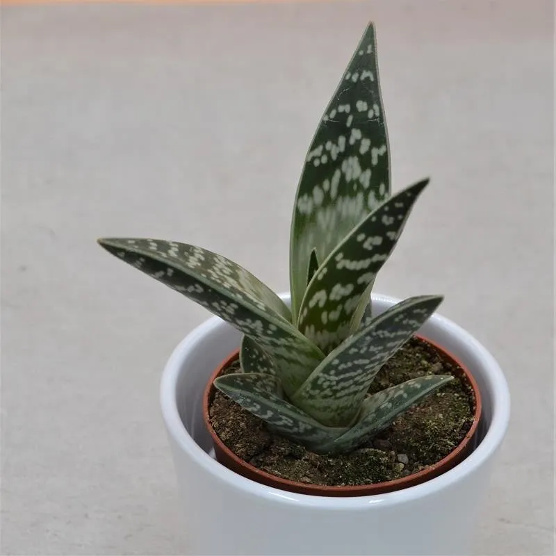 pasiora-aloe-variegata-tiger-aloe-8-5cm-topf image 1