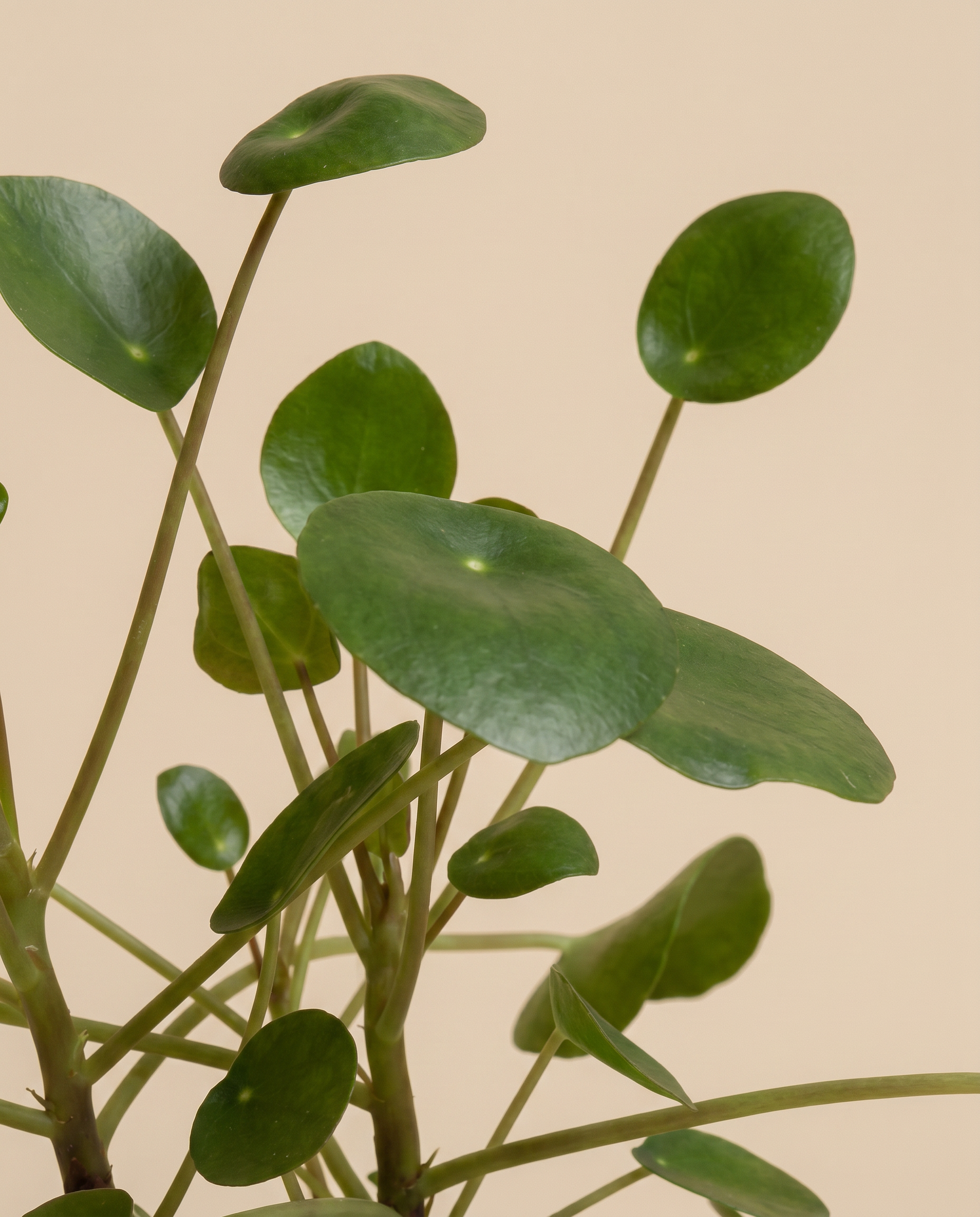 feey-ufopflanze-pilea-peperomioides-hydro image 4