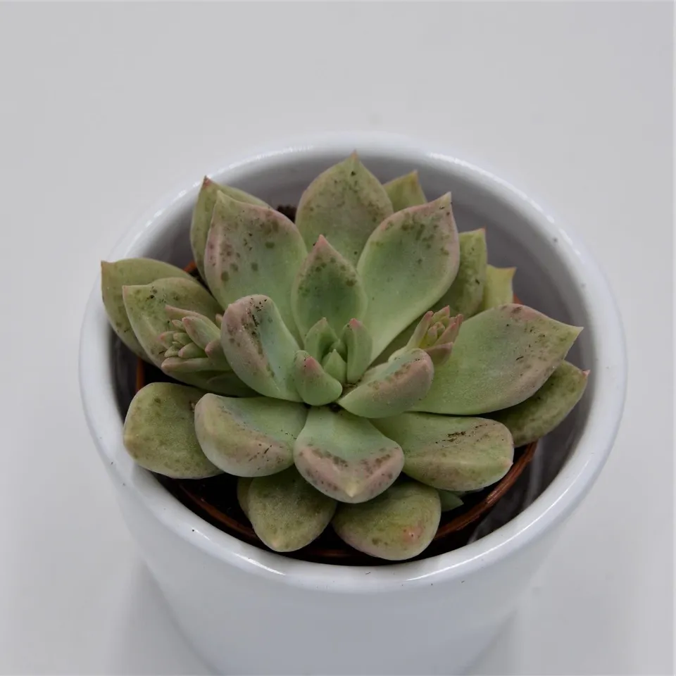 pasiora-x-graptoveria-melody-5-5cm-topf image 1