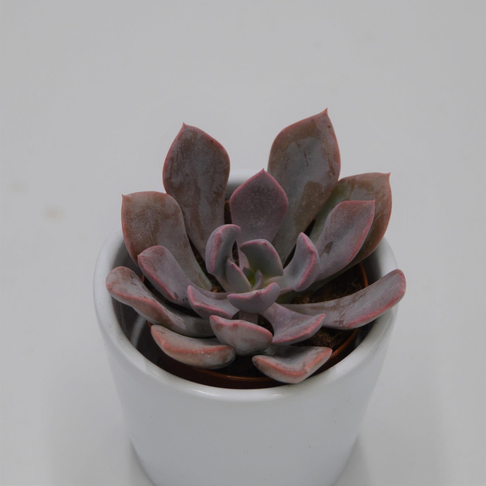 pasiora-x-graptoveria-debbie-sukkulente-5-5cm-topf image 1