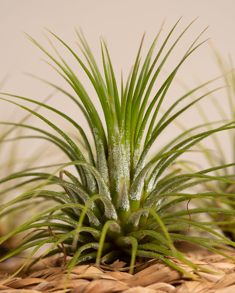 feey-luftpflanzen-tillandsia-ionantha-rubra-5er-set-klein image 8