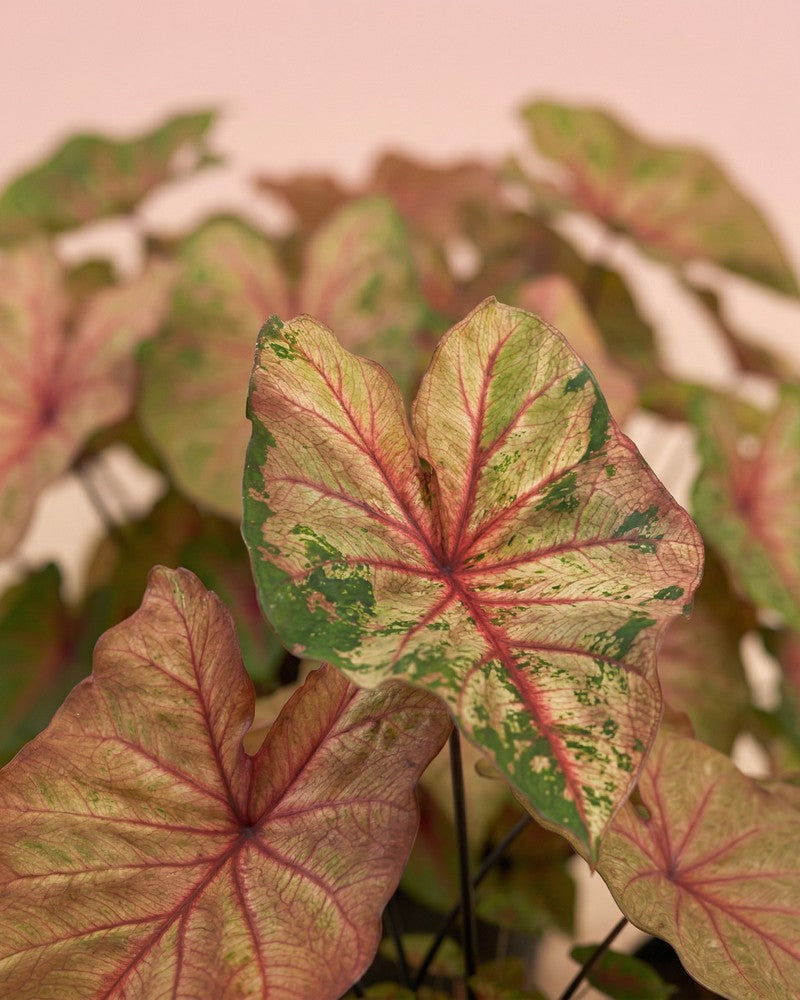 feey-caladium-autumn-beauty-gro-e-saisonale-zimmerpflanze image 2