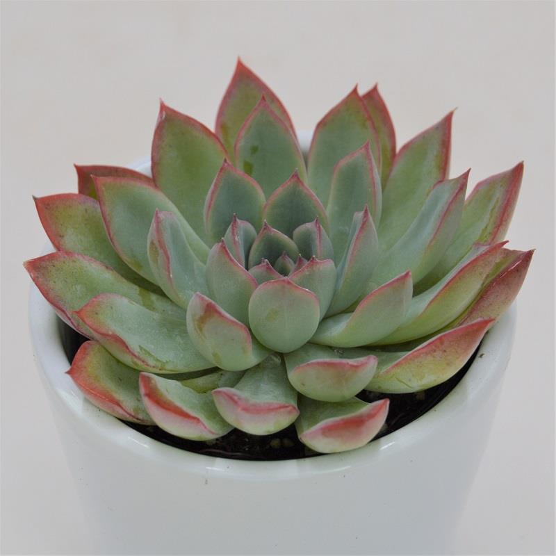 pasiora-echeveria-apus-sukkulente-6cm image 1