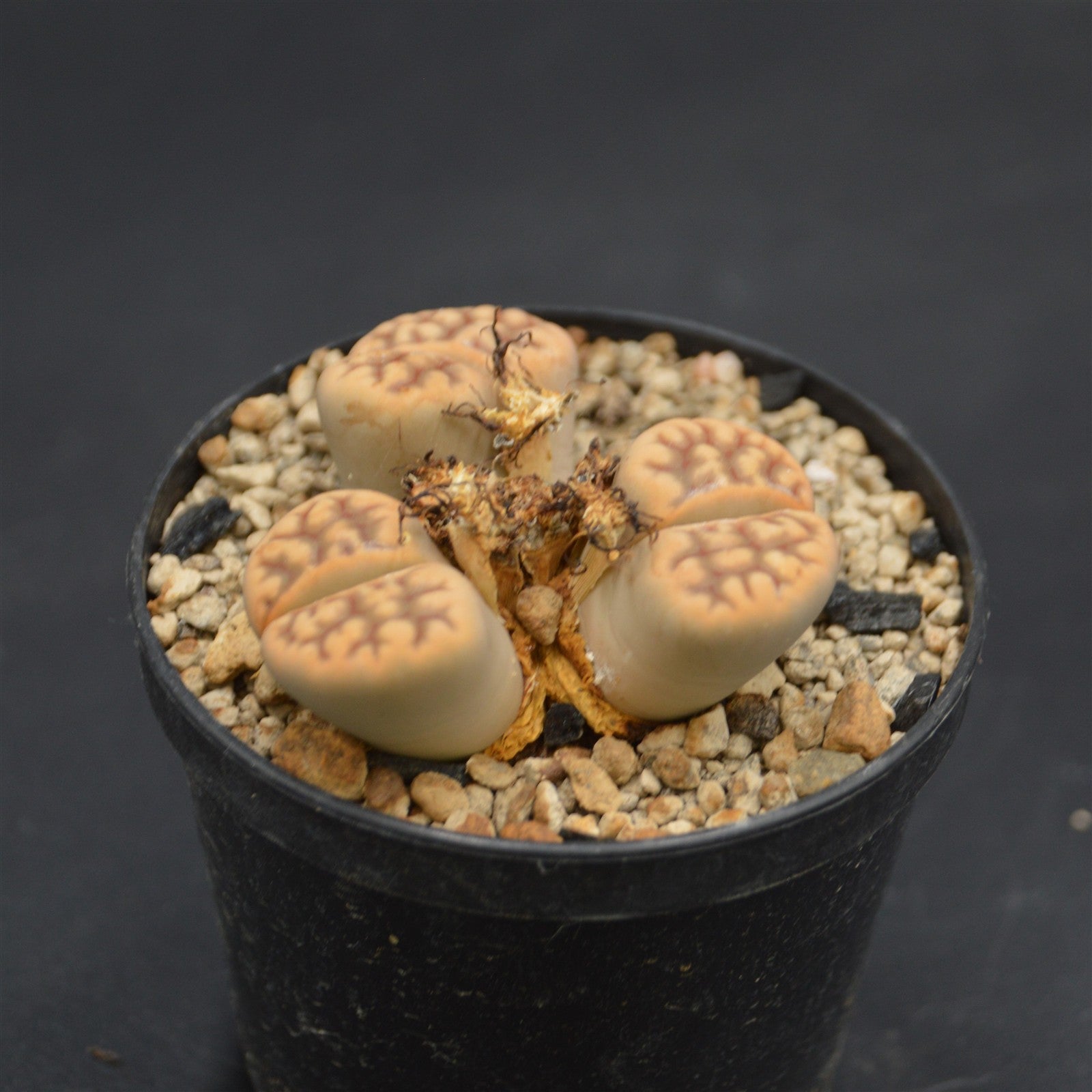 pasiora-lithops-c285-lebende-steine-sukkulente-einzelst-ck-rarit-t image 1