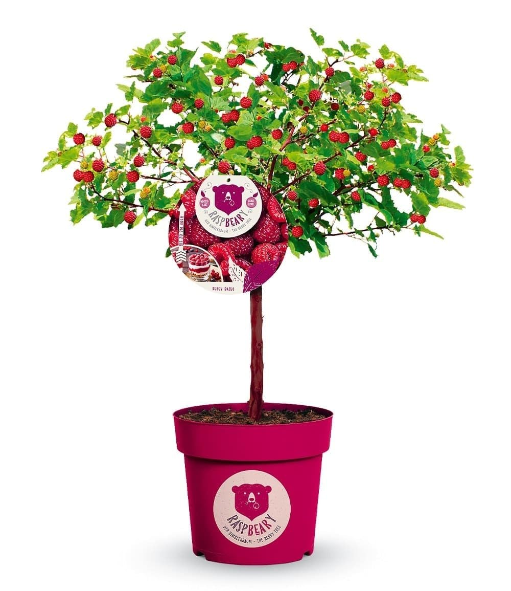 baldur-garten-himbeer-baum-raspbeary-st-mmchen-im-4-6-liter-topf image 3