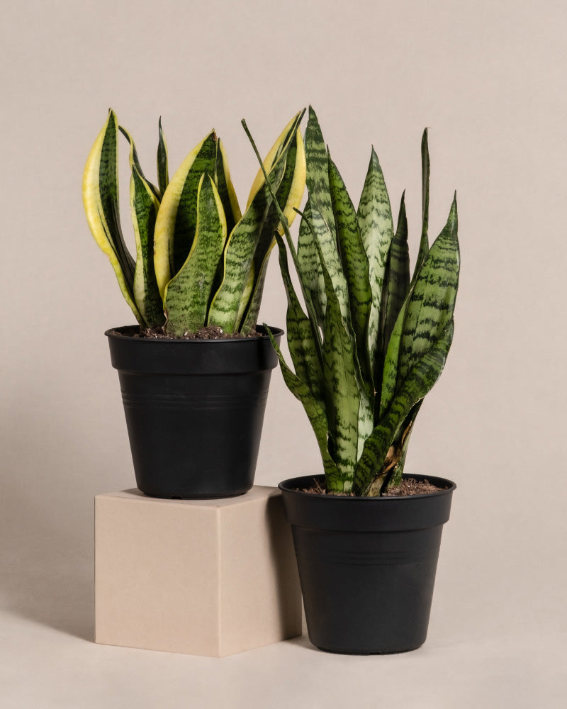 feey-unzerst-rbares-duo-2x-schwiegermutterzunge-sansevieria-trifasciata image 3