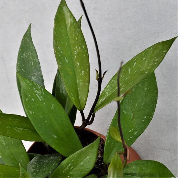 pasiora-hoya-publicalix-wachsblume-12cm-h-ngend image 2