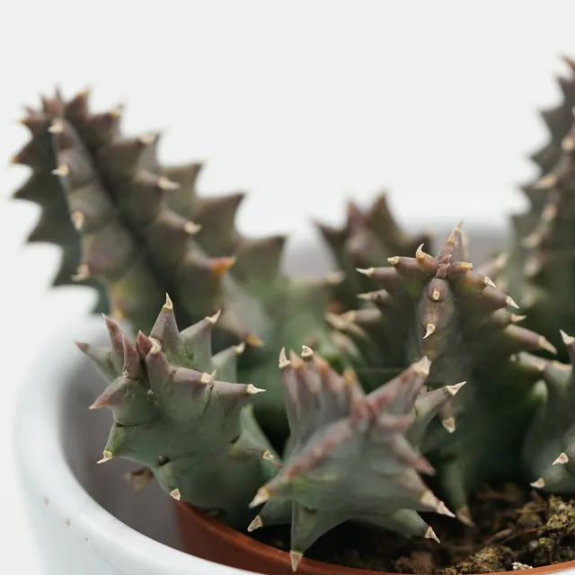 pasiora-huernia-confusa-aasblume-sukkulente-8-cm-topf image 1