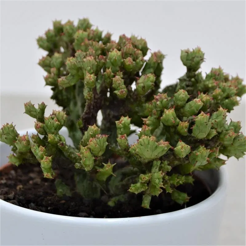 pasiora-euphorbia-enopla-f-cristata-coral-sukkulente-10-5cm-topf image 1