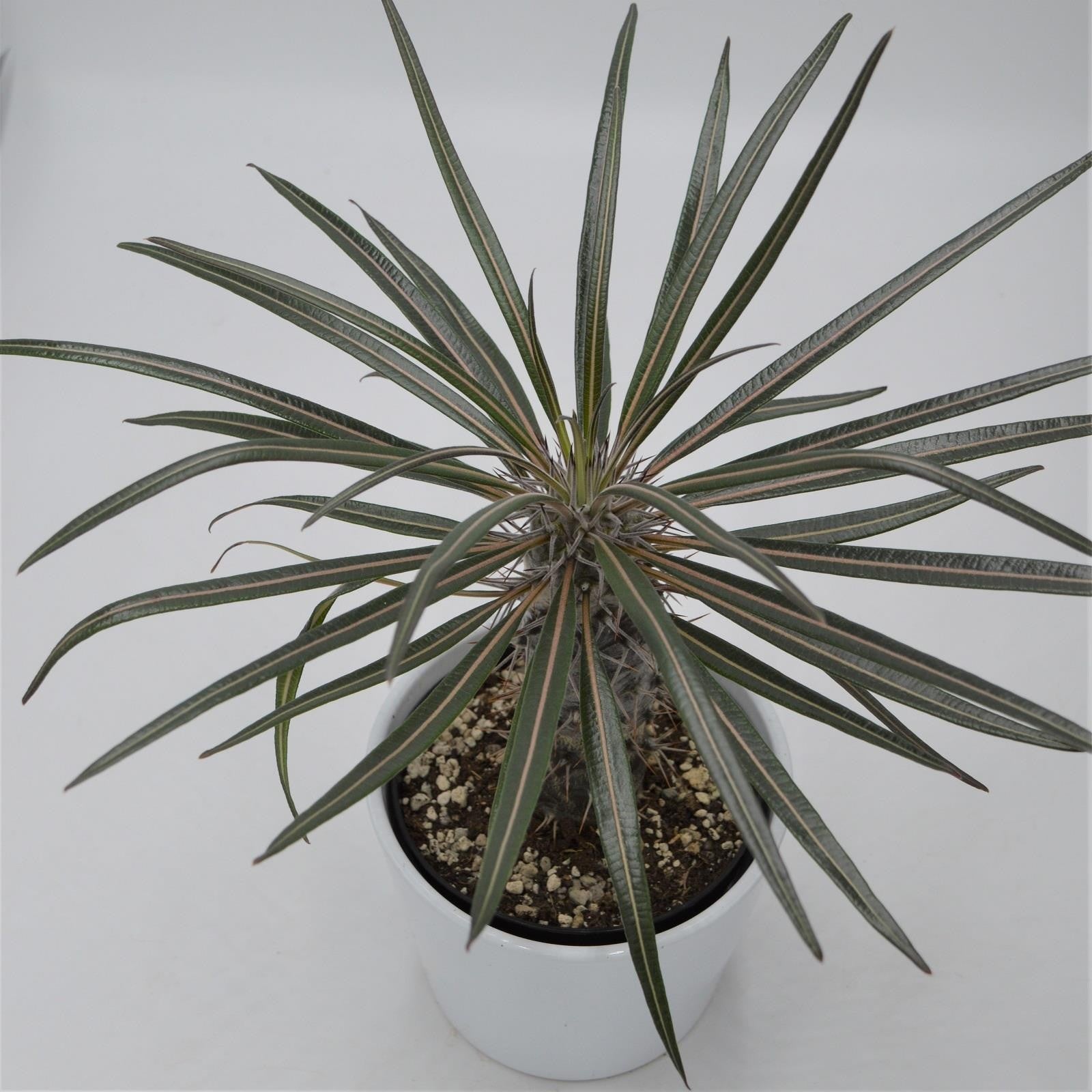 pasiora-pachypodium-geayi-sukkulente-12cm-topf image 2